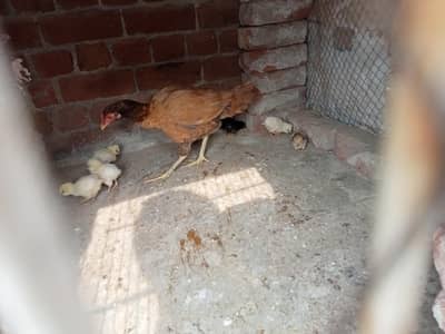 aseel or polish chicks for sale