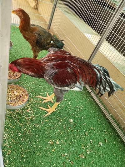 Parrot beak aseel pair