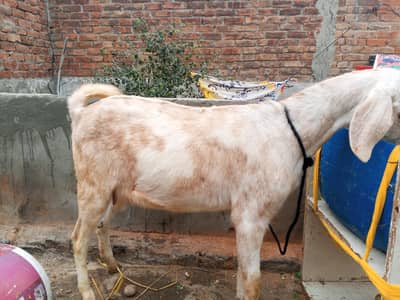 bakri for sale