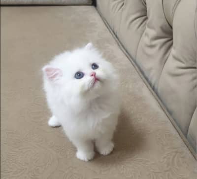 White persian kitten