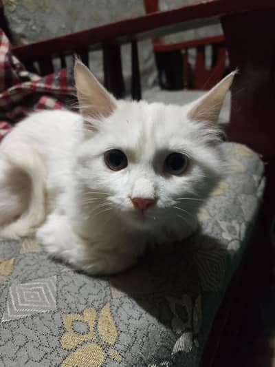 Persian contrast male cat