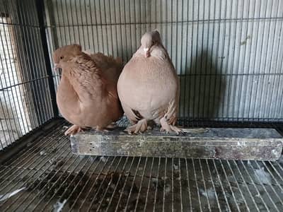 yellow and black American breeder pair 3044349027