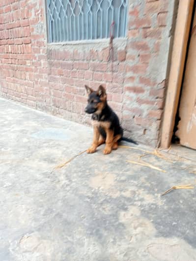 German shepherd available for sale age 65 day