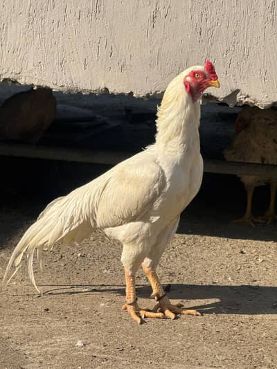 High Qulaity Heera eggs