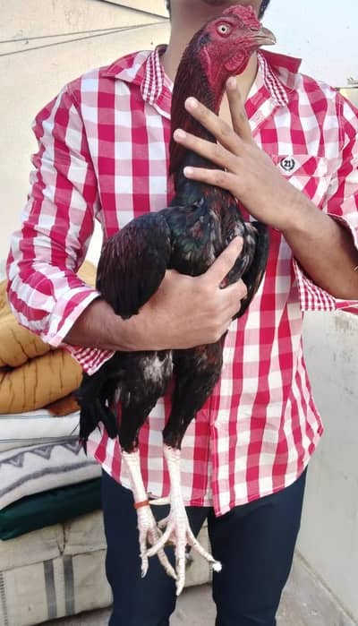 aseel jageeri murga.