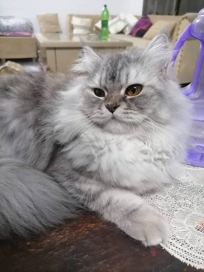 Triple coat Parsion Cats