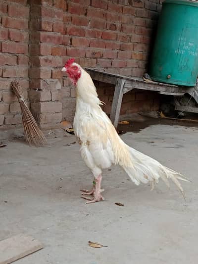 super quality murge meharbani watsapp 0329/59/19/163 par rabta kare