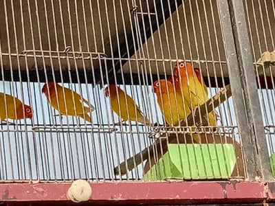 lutino prrsonata red eyes breeder pairs and Albino split black eyes