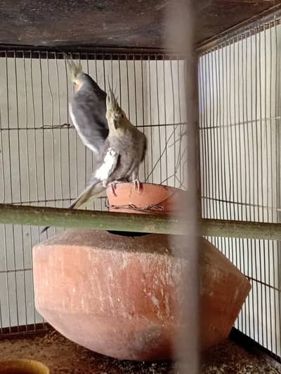 Cocktail Grey Pair 0318-2012121