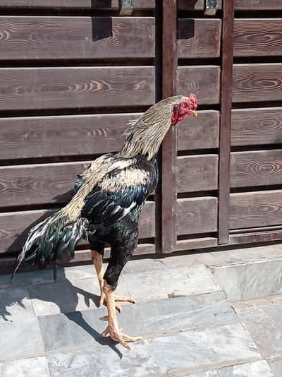 pure aseel jaggeri murga 0371 1235205