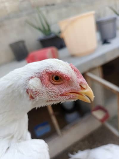 White Aseel Shamo Pair