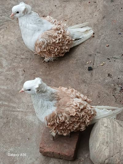 yellow seddle frill back pigeon confirm pair