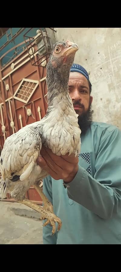 khaki jageeri Patti Thai cross black poolya Madi 03132305853