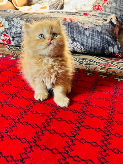 persian kittens