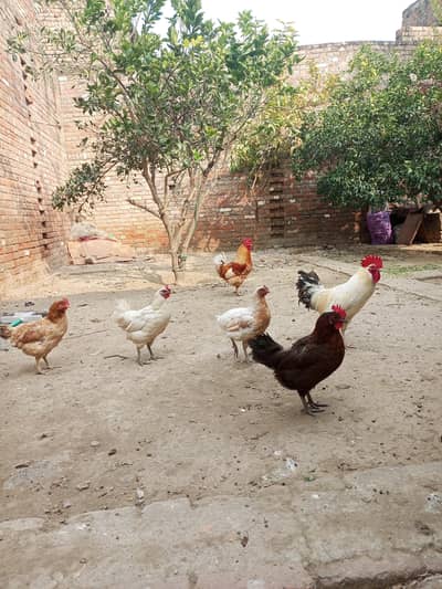 desi hens and roosters