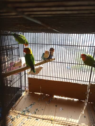 Love birds breedr pair and australian parrots