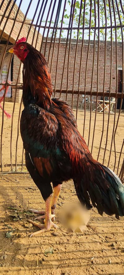 top quality aseel for sale