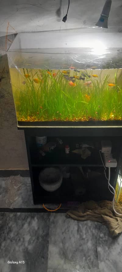 curved glass planted aquarium with fish and snails