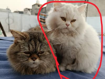 White Persian kittens