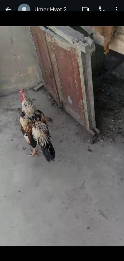 aseel or desi murgia