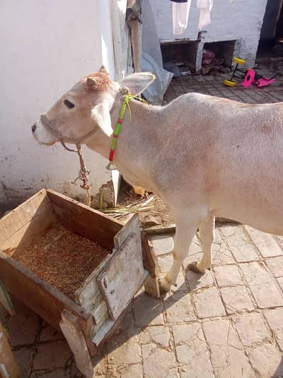 achai +malkai CHOTI size ki behtareen gai kam khorak main ziada dood