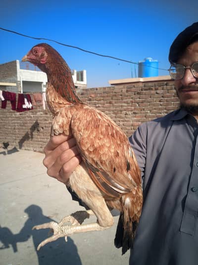 aseel hens breeder aik kruk h