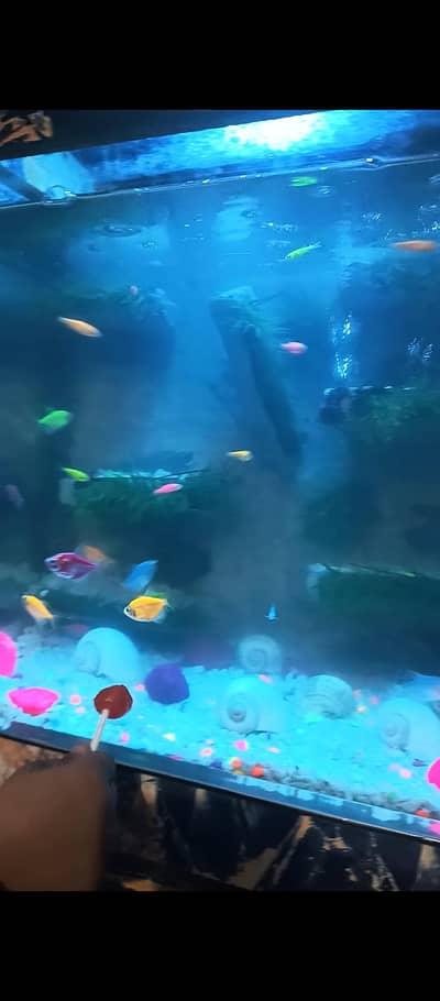Guppy moli colourfull Fish with aqurium offer read add