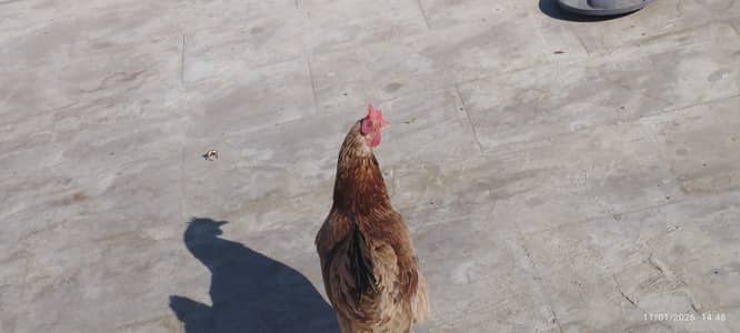 2 murghiya 2 murghy  1500 per piece sub sth deny hy