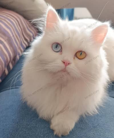 Persian Cat Female Odd eyes for sale