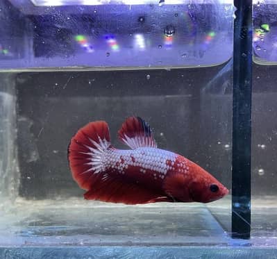 Betta avatar pairs and helboys betta pairs available