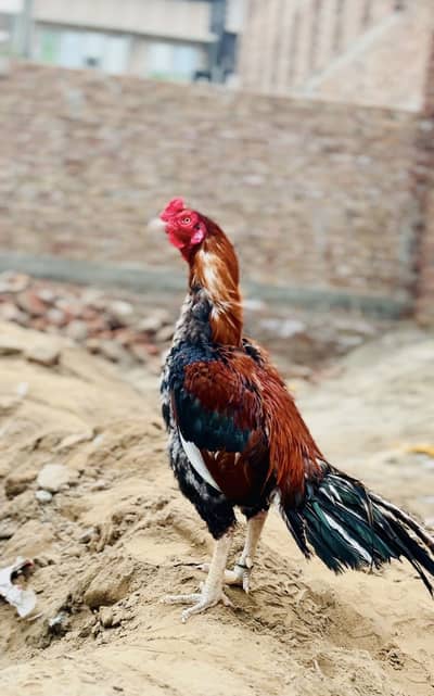 Aseel murga/Mianwali aseel /Roster