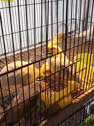 3 piece common white split ino per piece