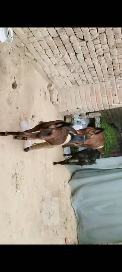 bakri our Sath 2 male bakray 8 month age