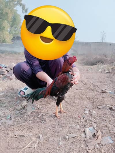 aseel lakha patha for sale