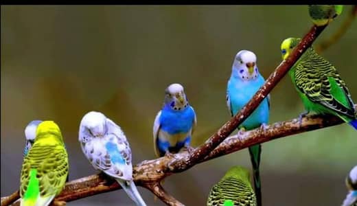 haideri birds and peogeon