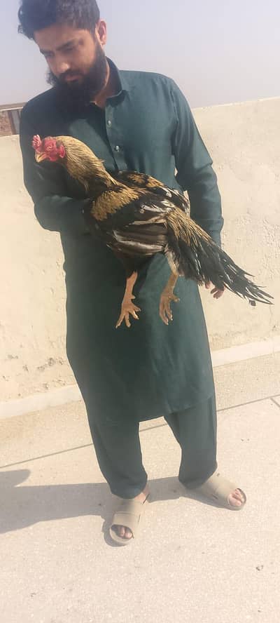 Parrot beak huge size