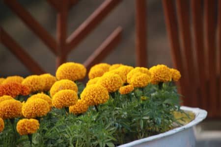 2 be prosion for rent in dha 1