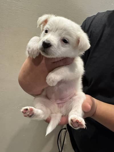 Russian Spitz Puppies