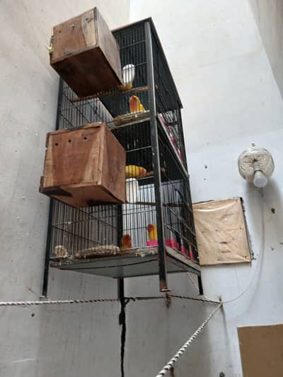 birds full pair or 7 bache sath m cage