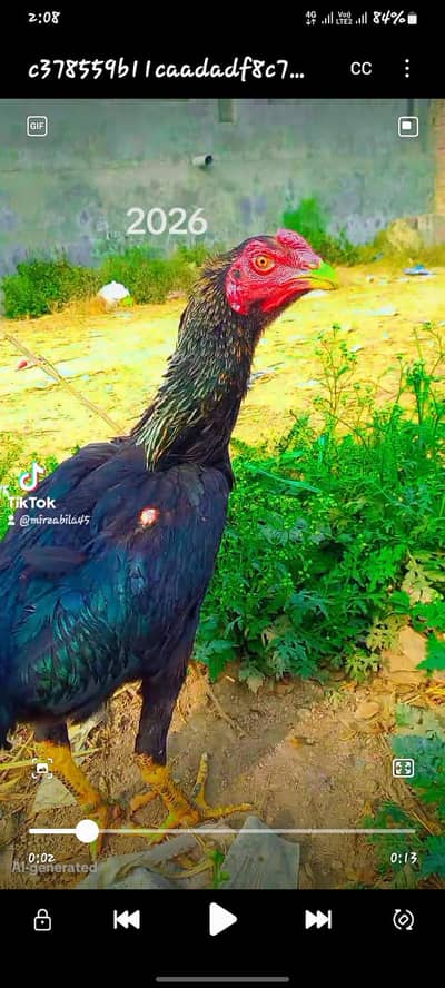 barmi+panas urgent sale