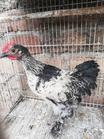 bantam