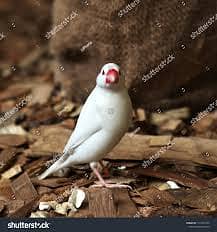 2 pair white java birds with3x4 size wooden cage