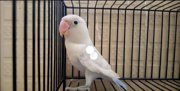 parbule split ino bule pastel split ino bareedr pair hai