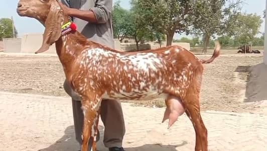 desi Bakri for sale 03238705121