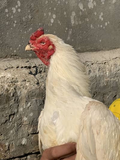 Aseel jora sale k liye available hai