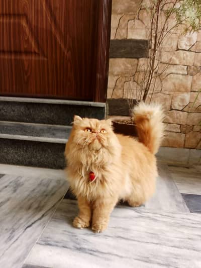 Persian Peki bloodline Female Cat available for sale