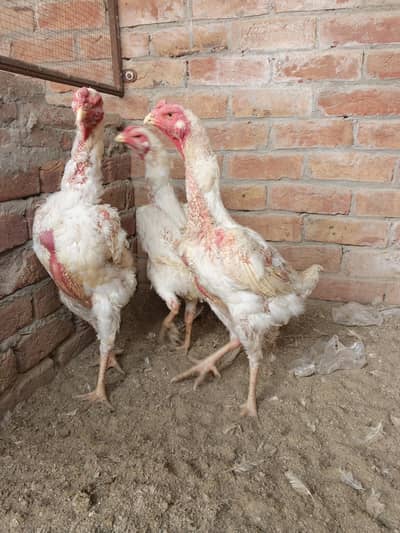 Three white shamo breeder female
