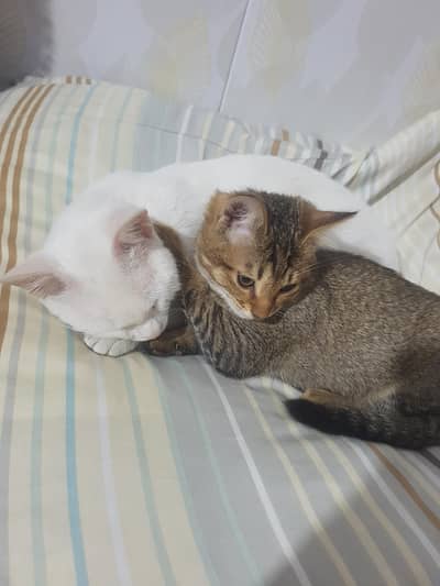 Mother cat with kitten