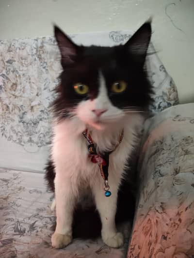 perssian male for sale