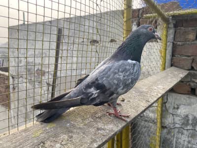 Kamar Kabootar for sale